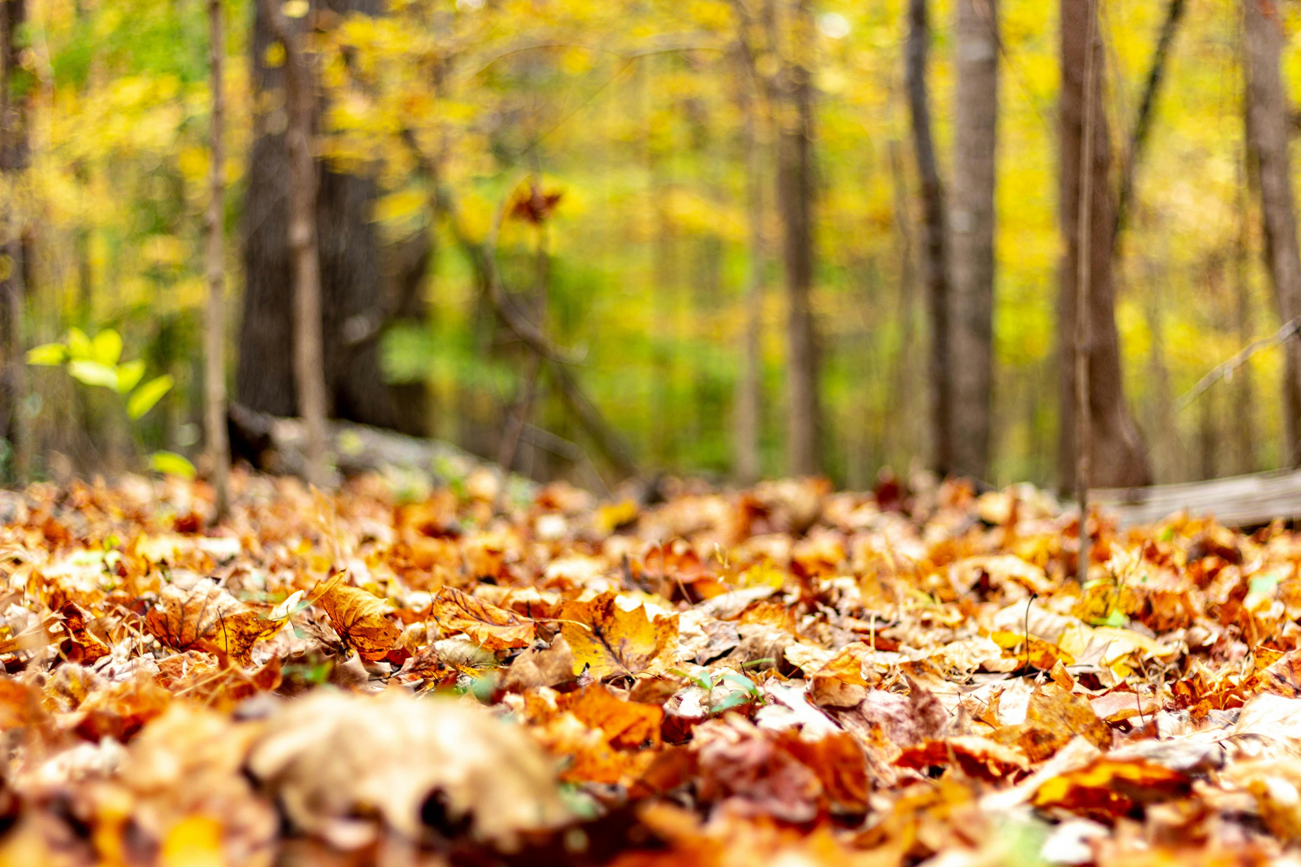 Power Washing in the Fall Raleigh Durham
